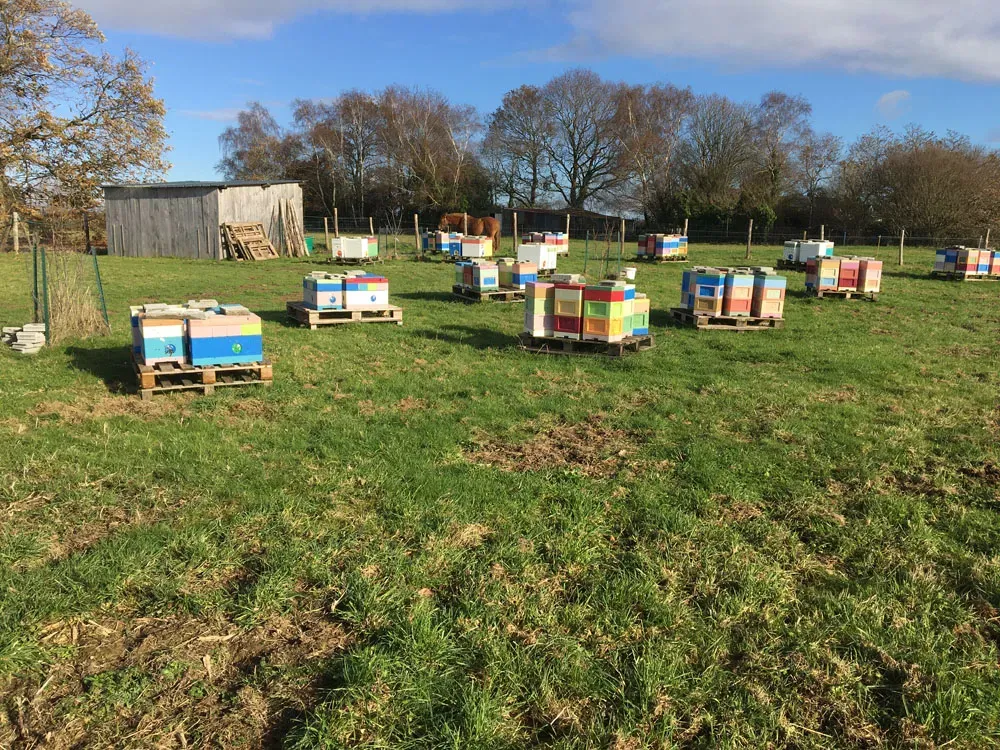 apiculteur-les-abeilles-d-avril-nivillac
